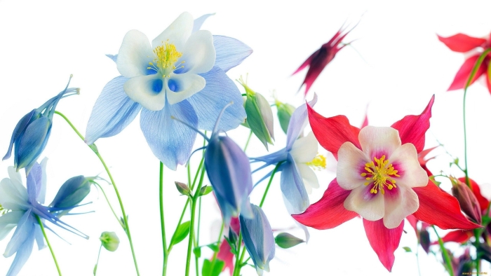 Аквилегия белая