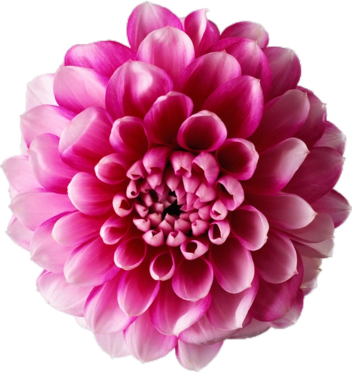 Георгины одиночные