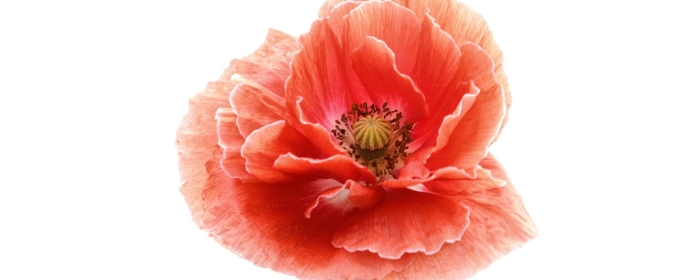 Цветки мака