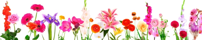 Цветы в ряд на белом фоне