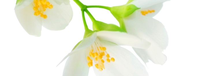 Жасмин цветки