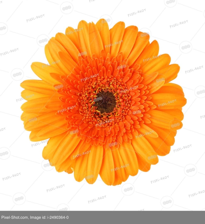 Оранжевая гербера