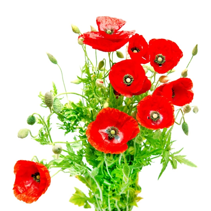 Мак на белом фоне