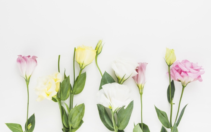 Эустома цветок