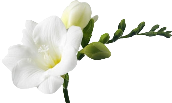 Фрезия вайт ривер