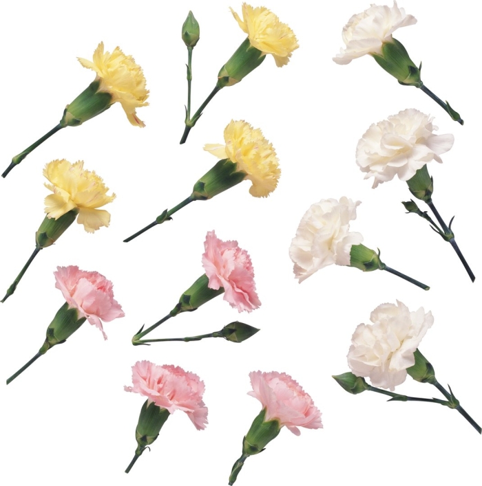 Гвоздики на белом фоне