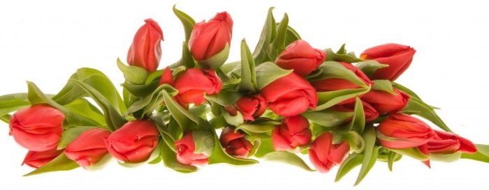 Букет тюльпанов на прозрачном фоне