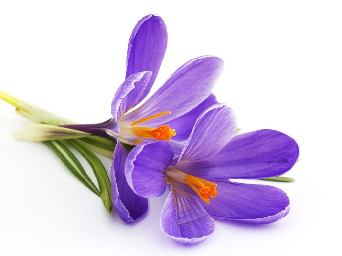 Крокус шафран цветок