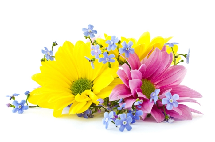 Красивые цветы на белом фоне