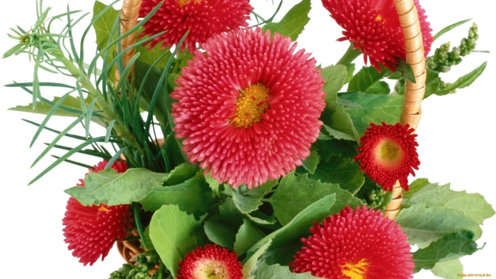 Цветок маргаритка