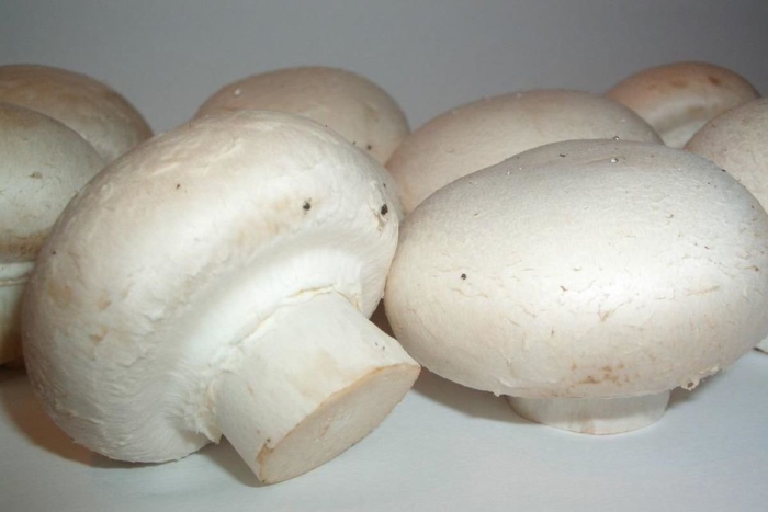 Грибы шампиньоны переростки