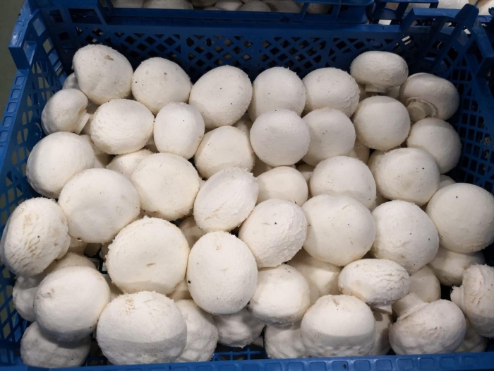 Гриб шампиньон