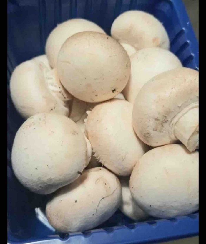 Свежие шампиньоны