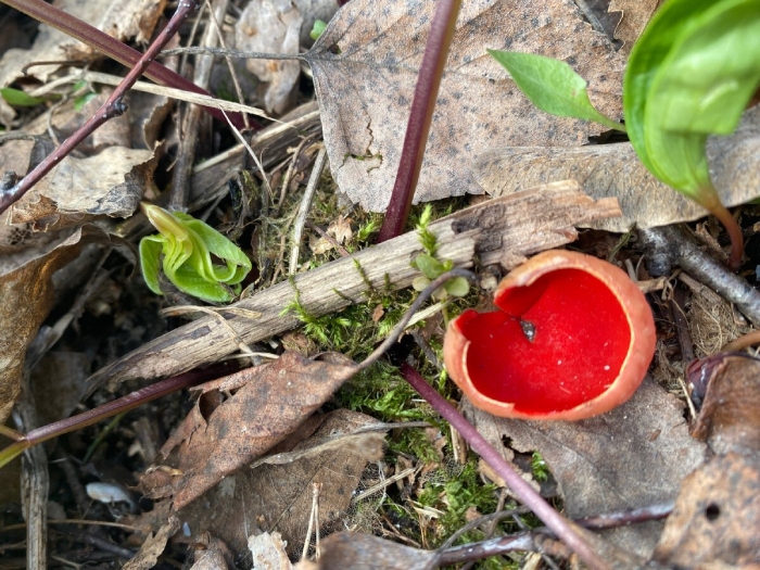 Весенние грибы саркосцифа алая