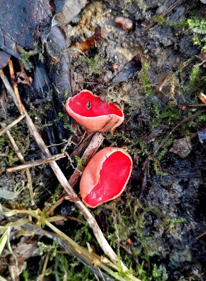 Саркосцифа австрийская