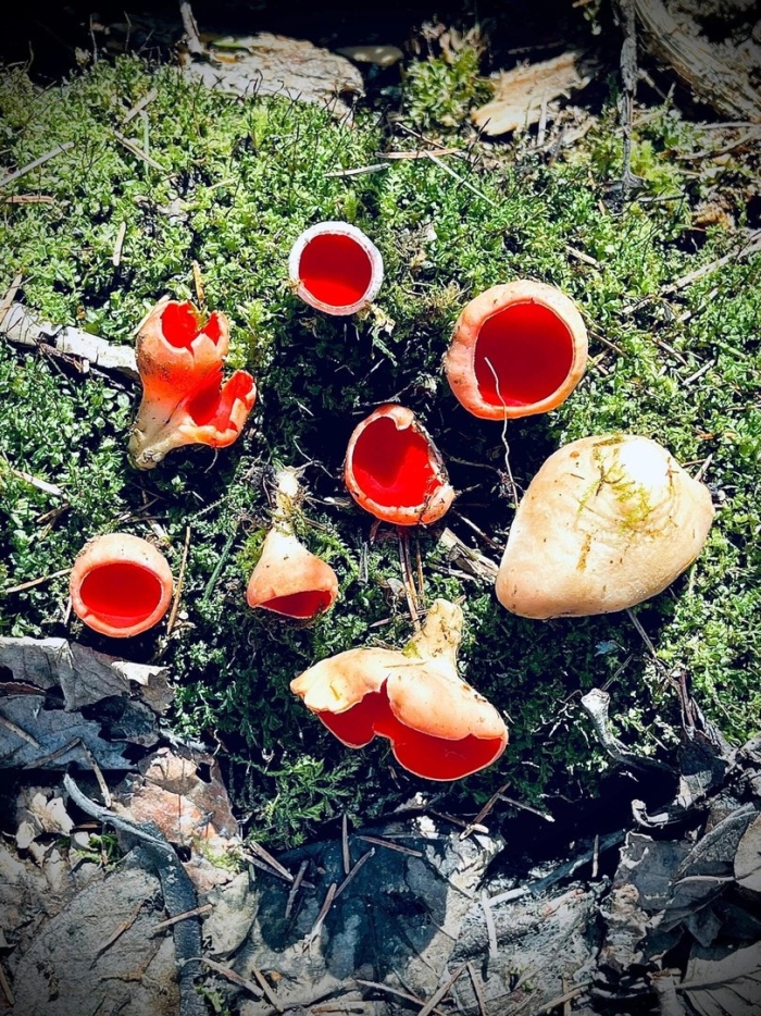 Саркосцифа австрийская гриб