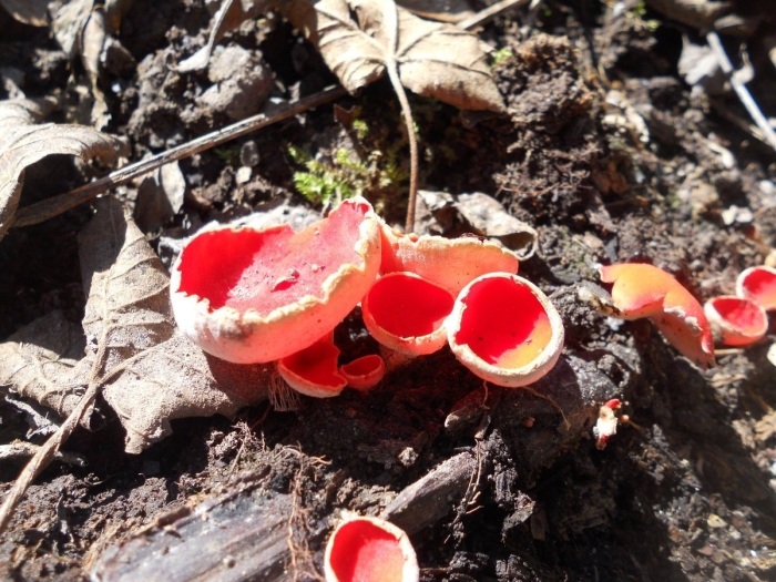 Саркосцифа австрийская гриб