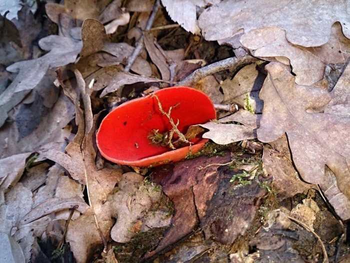 Весенние грибы саркосцифа алая