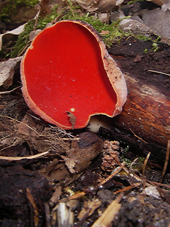 Sarcoscypha occidentalis