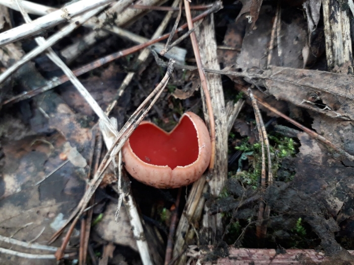 Саркосцифа гриб