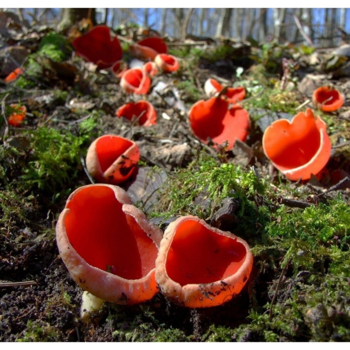 Саркосцифа австрийская гриб