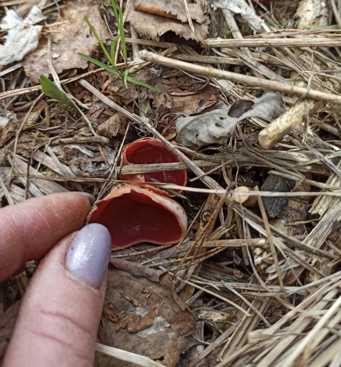 Весенние грибы