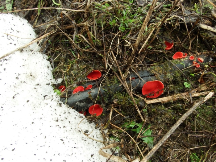 Саркосцифа австрийская гриб