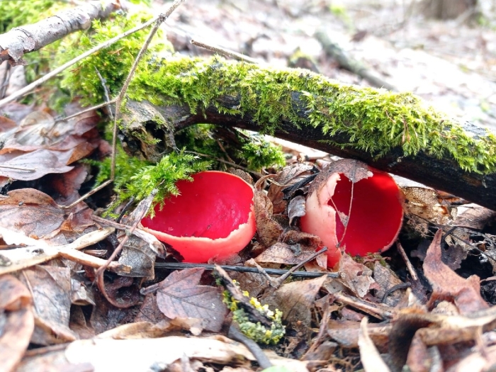 Саркосцифа австрийская гриб