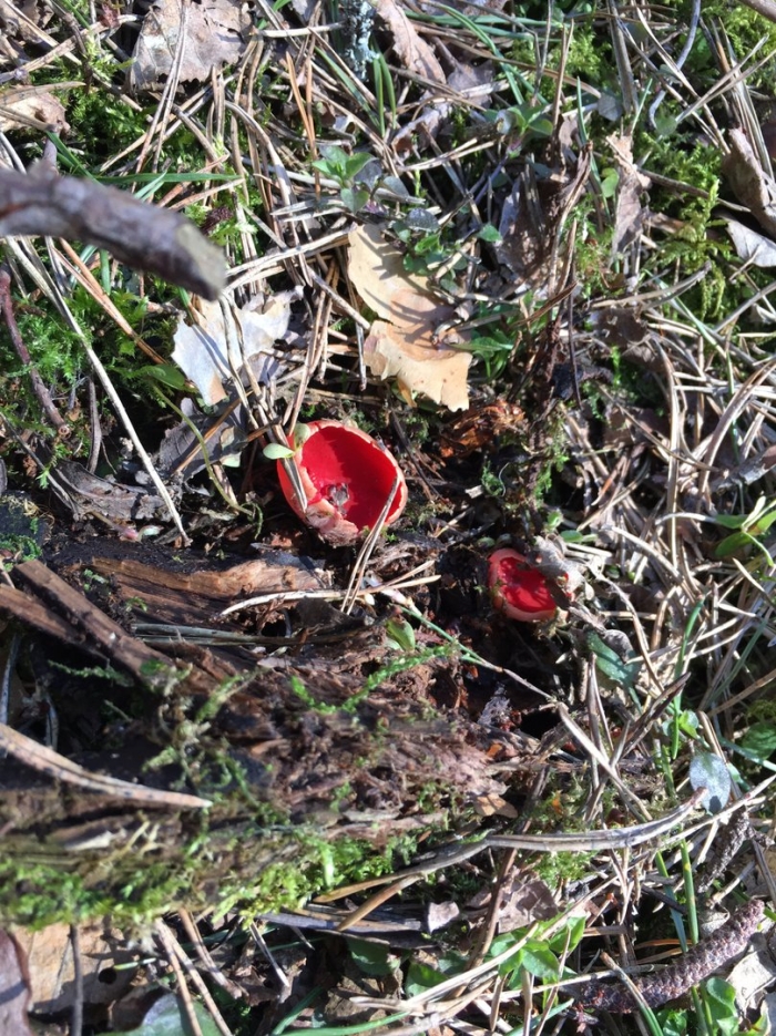 Весенние грибы подмосковья саркосцифа