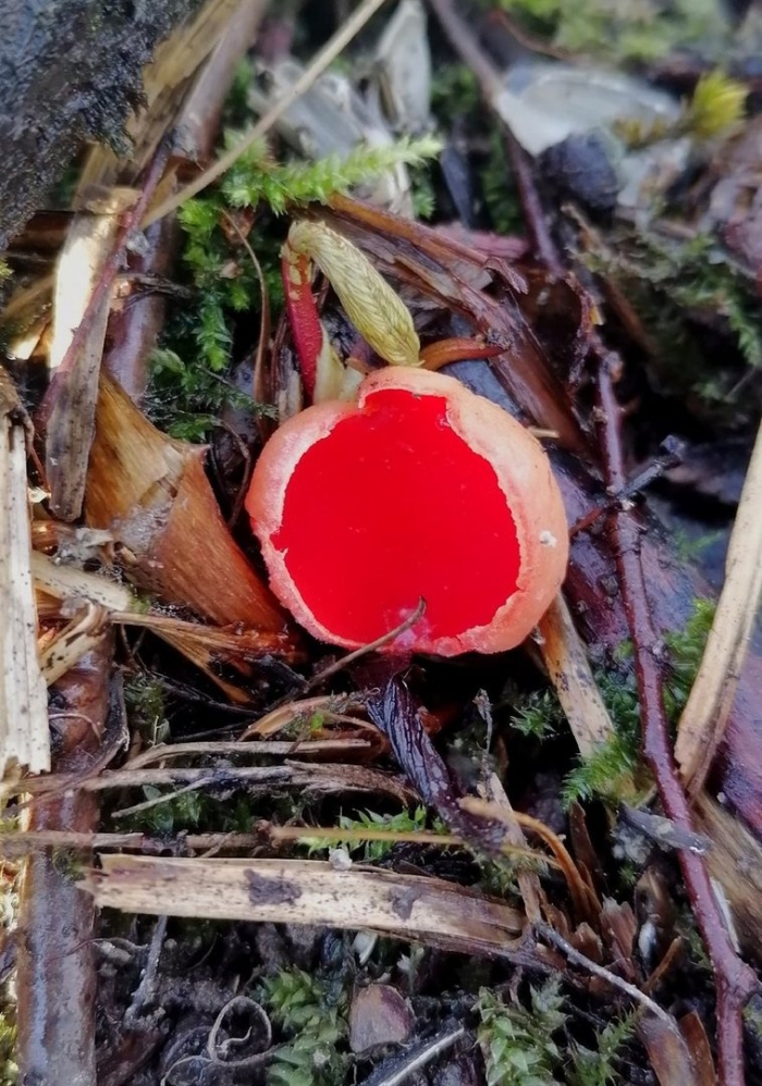 Саркосцифа съедобная