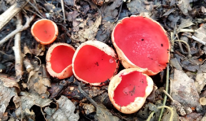 Саркосцифа австрийская