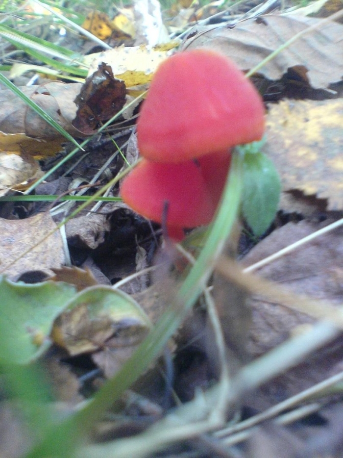 Hygrocybe coccinea