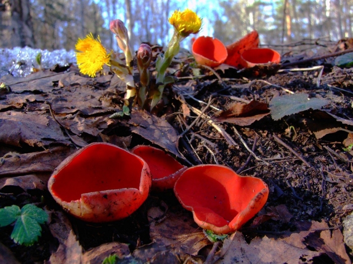 Саркосцифа алая