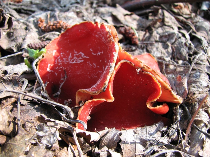 Саркосцифа австрийская гриб