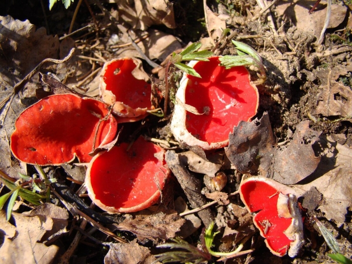 Саркосцифа австрийская