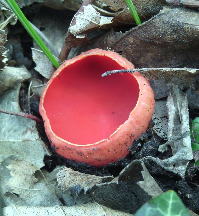 Саркосцифа австрийская гриб