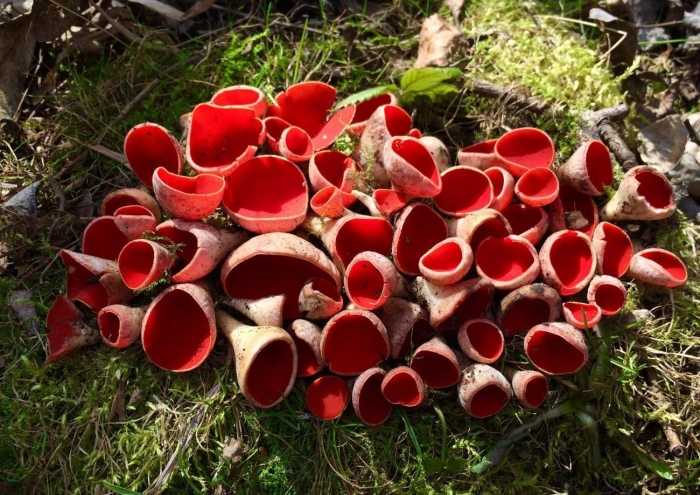 Саркосцифа австрийская гриб