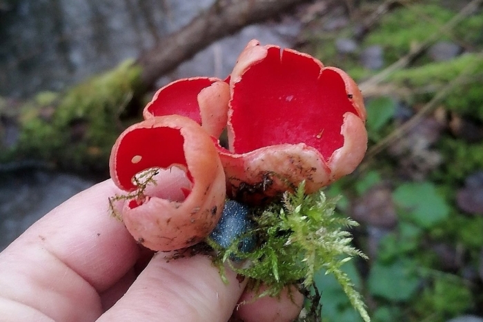 Sarcoscypha coccinea