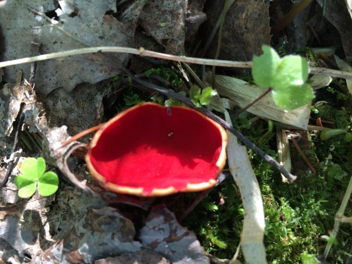 Саркосцифа австрийская