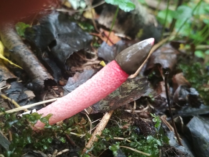 Мутинус равенеля гриб