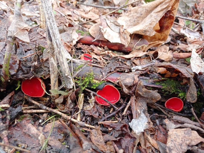 Красные весенние грибы саркосцифа