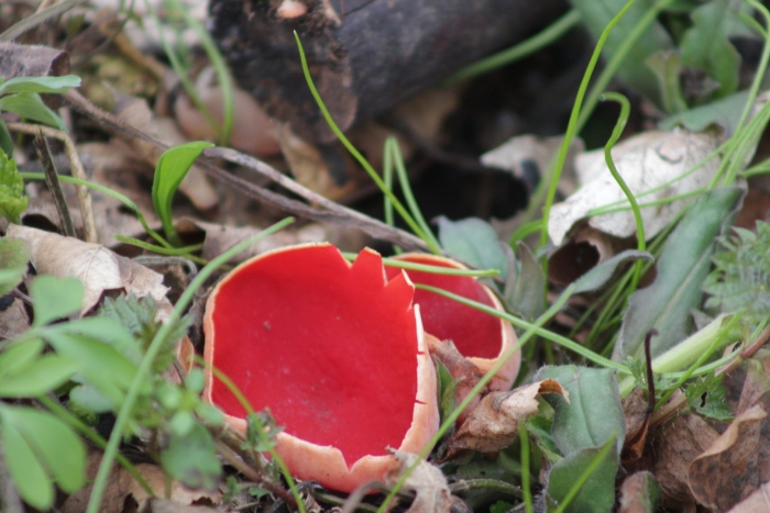 Саркосцифа австрийская