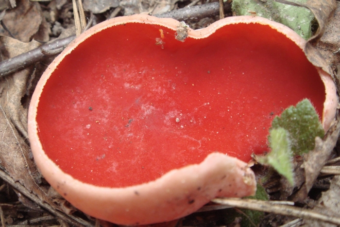 Саркосцифа австрийская гриб