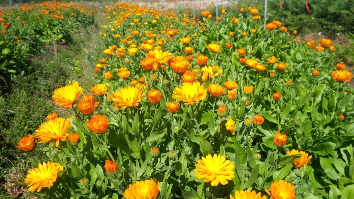 Календула садовая