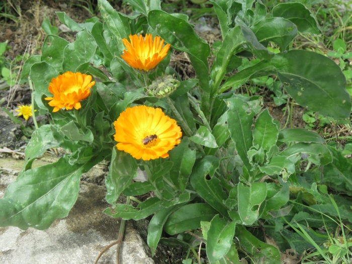 Календула лекарственная кабулуна