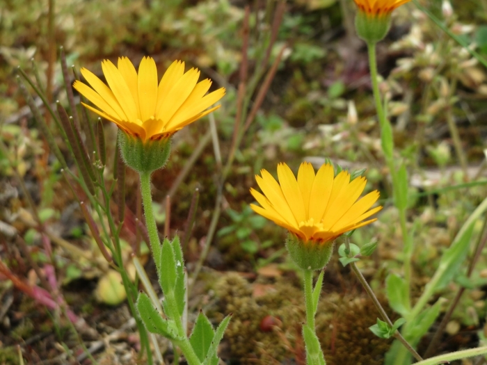 Calendula arvensis