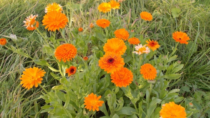 Календула махровая