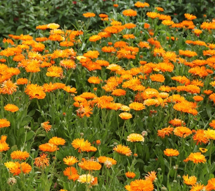 Календула каблуна оранж