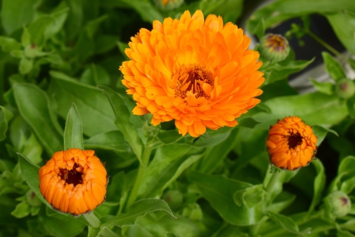 Календула оранж гитана