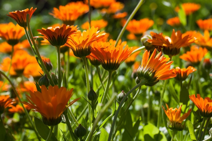 Календула ноготки